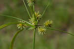 Manyflower flatsedge